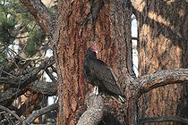 Biosphoto | 1249033 | Turkey Vulture in the Grand Canyon NP USA | &copy; Jean-François Noblet / Biosphoto