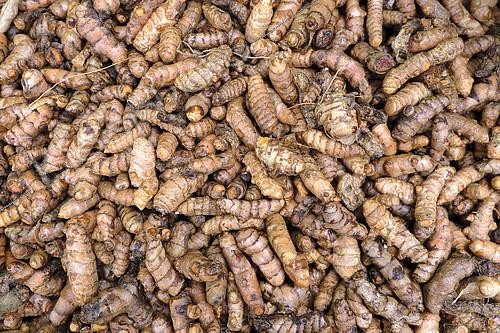 Biosphoto | 2274712 | Turmeric (Curcuma longa), Guadeloupe | &copy; Laurent Lhoté / Biosphoto