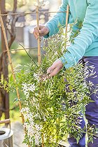 Biosphoto | 2572630 | Tuteurage d'un jasmin(Jasminum polyanthum) en fleurs. | &copy; Jean-Michel Groult / Biosphoto