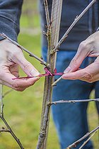 Biosphoto | 2431892 | Tuteurage d'une tige d'arbre fruitier. Fixation d'un jeune branche de cerisier à un tuteur doit pour conduire l'arbre dans une forme érigée, en hiver. | &copy; Jean-Michel Groult / Biosphoto