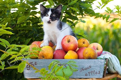 Biosphoto | 2439239 | Tuxedo kitten sitting in basket of apples by foliage in garden | &copy; Hélène & Jean-Michel Sotto / Biosphoto
