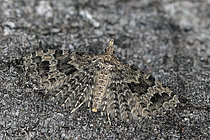 Biosphoto | 2609791 | Twenty-plume moth (Alucita hexadactyla), adult with a wingspan of 15mm, larvae found on honeysuckles, Plérin-sur-Mer, Côtes-d'Armor, Brittany, France. | &copy; Dominique Halleux / Biosphoto