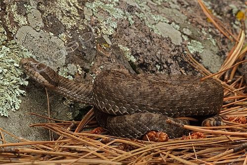 Biosphoto | 2445003 | Twin-spotted Rattlesnake (Crotalus pricei pricei) - Arizona - USA | &copy; John Cancalosi / Biosphoto