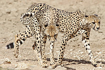 Biosphoto | 2621641 | Two Adults cheetahs (Acinonyx jubatus) coming to drink at a water point during austral summer. Kgalagadi transfrontier Park. South Africa | &copy; Brigitte Marcon / Biosphoto