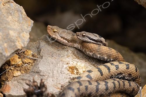 Biosphoto | 2581509 | Two asp viper (Vipera aspis) mating, Eastern Jura, Switzerland | &copy; Daniel Zuppinger / Biosphoto