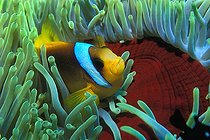 Biosphoto | 981093 | Two-banded Anemonefish in Magnificent Anemone, Ras Mohammed, Sinai, Red Sea, Egypt | &copy; Borut Furlan / WaterFrame / Biosphoto