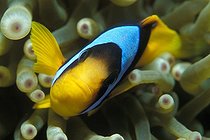 Biosphoto | 981121 | Two-banded Anemonefish in Magnificent Anemone, Ras Mohammed, Sinai, Red Sea, Egypt | &copy; Borut Furlan / WaterFrame / Biosphoto