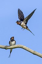 Biosphoto | 2601668 | Two barn swallows (Hirundo rustica, Hirundo erythrogaster), male calling in flight to female perched on tree branch in spring | &copy; alimdi / Arterra / Philippe Clément / imageBROKER / Biosphoto