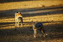 Biosphoto | 2546689 | Two Black backed jackal (Canis mesomelas) standing in desert land at dawn in Kgalagadi transfrontier park, South Africa | &copy; Patrice Correia / Biosphoto
