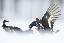 Biosphoto | 2412487 | Two Black Grouse (Lyrurus tetrix) lek in a secluded opening in Norway. | &copy; Tesni Ward / Biosphoto