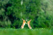 Biosphoto | 2601911 | Two brown hares (Lepus europaeus) fighting in the grass. Slovakia. | &copy; Ervin Horesnyík / Biosphoto