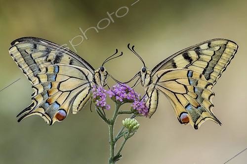 Biosphoto | 2057240 | Two butterflies on a flower - Two Papilio machaon on a flower | &copy; Alberto Ghizzi Panizza / Biosphoto
