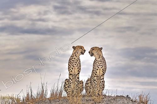 Biosphoto | 953683 | Two Cheetahs sit in the savannah of Botswana | &copy; Michel Bureau / Biosphoto