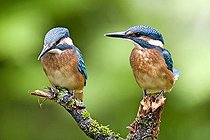 Biosphoto | 1483640 | Two Common or European Kingfishers (Alcedo atthis) perched on a branch, one of them looking downward, Oberpleis, North Rhine-Westphalia, Germany, Europe | &copy; Winfried Schaefer / imageBROKER / Biosphoto