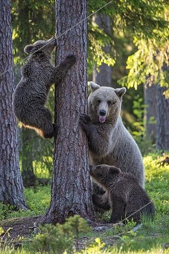 Biosphoto | 2457514 | Two cubs (Ursus arctos) and their mother playing on a tree in a boreal coniferous forest, Bear family, Suomussalmi, Karelia, Finland, Europe | &copy; Willi Rolfes / imageBROKER / Biosphoto