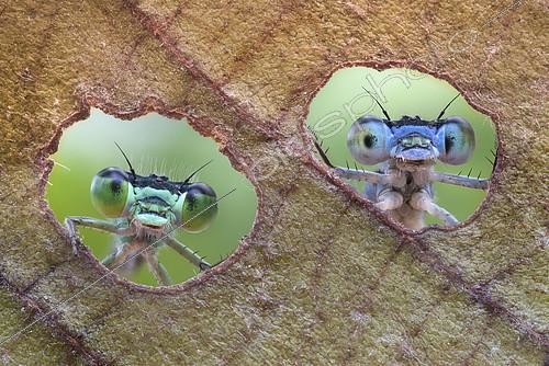 Biosphoto | 2141078 | Two damselflies looking through the holes made by a caterpillar on a leaf | &copy; Alberto Ghizzi Panizza / Biosphoto