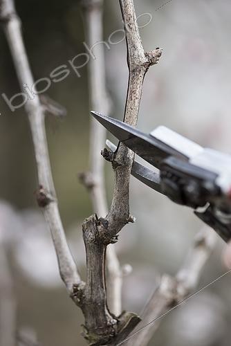 Biosphoto | 2545477 | Two-eye pruning of a 'Chasselas doré de Fontainebleau' vine trained on a trellis | &copy; Alexandre Petzold / Biosphoto