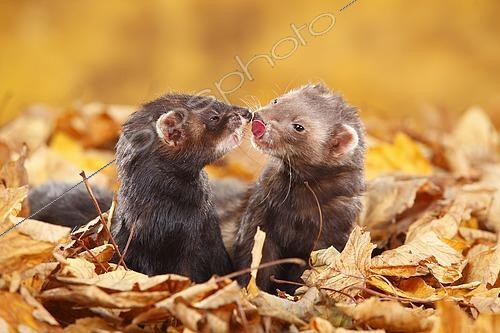 Biosphoto | 2469675 | Two Ferrets (Mustela putorius forma domestica) in autumn leaves | &copy; P. Wegner / imageBROKER / Biosphoto