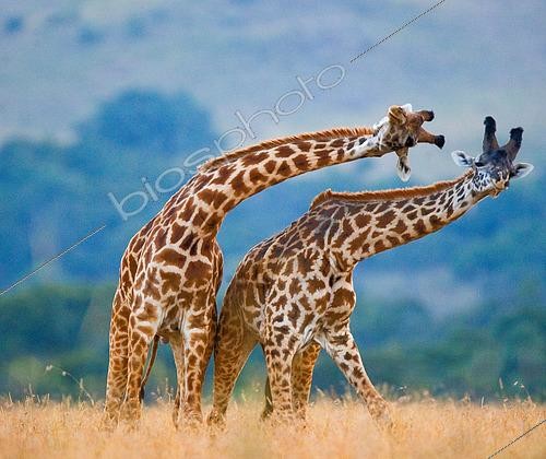 Biosphoto | 2525992 | Two giraffes (Giraffa camelopardalis tippelskirchi) are fighting each other in the savannah. Kenya. Tanzania. Eastern Africa. | &copy; Andrey Gudkov / Biosphoto