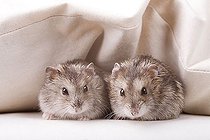Biosphoto | 1456096 | Two hamster in bed | &copy; Alfred Schauhuber / imageBROKER / Biosphoto