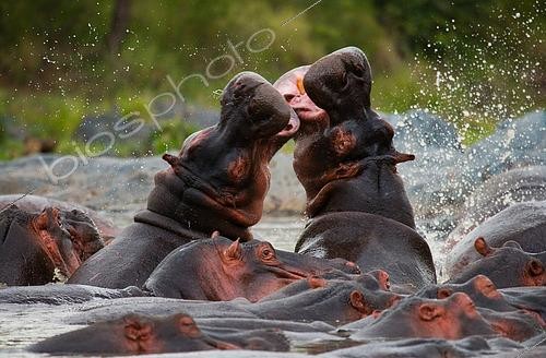 Biosphoto | 2519139 | Two hippopotamus (Hippopotamus amphibius) are fighting with each other. Botswana. Okavango Delta. | &copy; Andrey Gudkov / Biosphoto