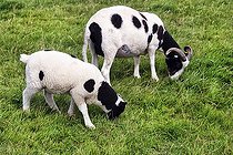 Biosphoto | 2598069 | Two Jacob sheep, young animal, sheep, lamb on a green meadow, Lost Gardens of Heligan, Cornwall, England, Great Britain | &copy; Angela to Roxel / imageBROKER / Biosphoto