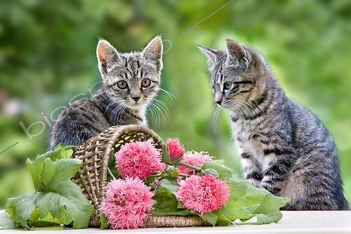 Biosphoto | 675994 | Two kittens sitting next to a basket of roses Pavots | &copy; Bruno Mathieu / Biosphoto