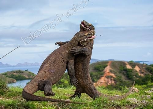 Biosphoto | 2050733 | Two Komodo Dragons are fighting each other. Very rare picture. | &copy; Andrey Gudkov / Biosphoto