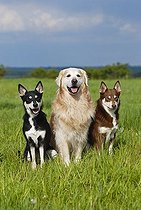 Biosphoto | 1445188 | Two Lapponian Herders, Lapland reindeer dogs and Golden Retriever, sitting on a meadow | &copy; Picani / imageBROKER / Biosphoto