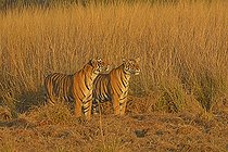 Biosphoto | 2398956 | Two male Bengal or Indian tigers (Panthera tigris tigris) in the grasslands, Ranthambhore National Park, Rajasthan, India, Asia | &copy; Aditya Singh / imageBROKER / Biosphoto