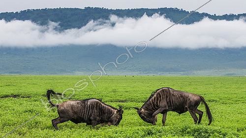 Biosphoto | 2511983 | Two male wildebeest (Connochaetes taurinus) are fighting with each other in the Ngorongoro crater. Ngorongoro National Park. Tanzania. | &copy; Andrey Gudkov / Biosphoto