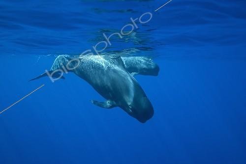 Biosphoto | 1250831 | Two pasing Short-finned Pilot Whales Canary islands | &copy; Christopher Swann / Biosphoto