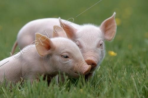 Biosphoto | 119212 | Two piglets on the grass France | &copy; Cyril Ruoso / Biosphoto