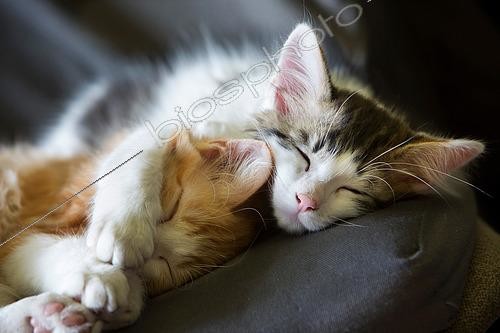 Biosphoto | 2447156 | Two sleeping kittens on a chair in the sun, Haut Rhin, France | &copy; Bruno Mathieu / Biosphoto