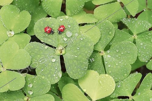 Biosphoto | 2486624 | Two-spot ladybird on clover, Switzerland, Europe | © Patrick Frischknecht / imageBROKER / Biosphoto