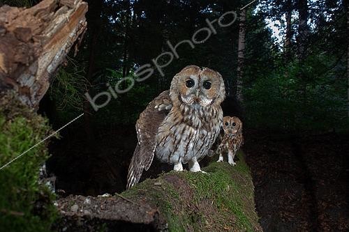 Biosphoto | 2581505 | Two Tawny owls (Strix aluco) sitting on a log, photographed using a camera trap, Aargau, Switzerland | &copy; Daniel Zuppinger / Biosphoto