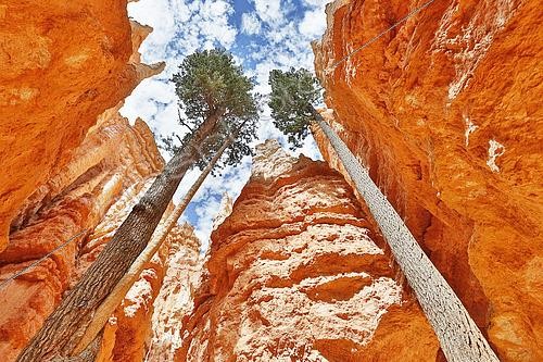 Biosphoto | 2618368 | Two trees growing between the rocks, Navajo Loop Trail: spectacular descent into the canyon, Sunset Point, Bryce Canyon, Utah, USA. | &copy; Christophe  Lehénaff / Biosphoto