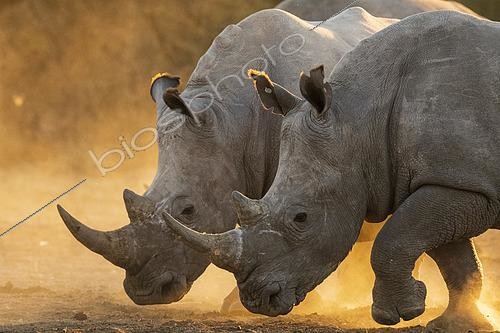 Biosphoto | 2493217 | Two white rhinoceroses, Ceratotherium simum, walking in a cloud of dust at sunset. Kalahari, Botswana | &copy; Sergio Pitamitz / Biosphoto