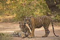Biosphoto | 2398962 | Two wild Bengal Tigers or Indian Tigers (Panthera tigris tigris), adult female and sub adult cub on a jungle track in the dry forests, Ranthambhore National Park, Rajasthan, India, Asia | &copy; Aditya Singh / imageBROKER / Biosphoto