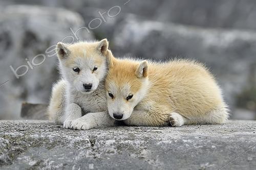 Biosphoto | 2614967 | Two young Greenlandic dogs sitting on a rock slab, puppies, Qeqertarsuaq, disco island, Greenland | &copy; Stefan Huwiler / imageBROKER / Biosphoto