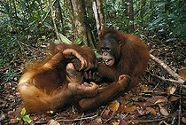 Biosphoto | 498006 | Two young Oranutans playing in undergrowth Indonesia | &copy; Cyril Ruoso / Biosphoto