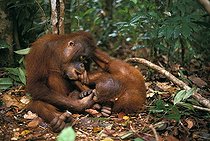 Biosphoto | 498007 | Two young Oranutans playing in undergrowth Indonesia | &copy; Cyril Ruoso / Biosphoto