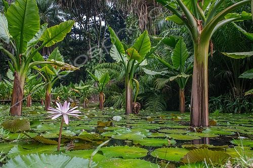 Biosphoto | 2600425 | Typhonodore de Lindley (Typhonodorum lindleyanum), Seychelles National Botanical Gardens, Mahé, Seychelles | &copy; Régis Cavignaux / Biosphoto