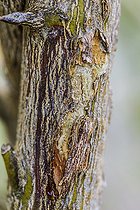Biosphoto | 2546729 | Typical symptoms of a citrus fruit affected by exocortis: the peel peels and blisters as a result of infection by a viroid, Citrus exocortis viroid, or CEVd. | &copy; Jean-Michel Groult / Biosphoto