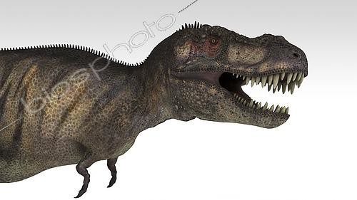 Biosphoto | 2477269 | Tyrannosaurus Rex, white background. | &copy; Kostyantyn Ivanyshen / Stocktrek Images / Biosphoto