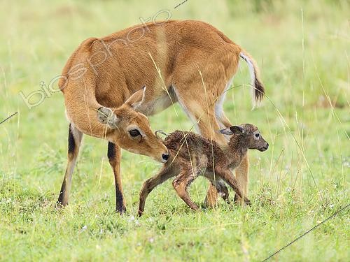Biosphoto | 2608631 | Uganda Kob (Kobus kob thomasi), female with newborn calf, Murchison Falls, Uganda | © Ignacio Yufera / Biosphoto