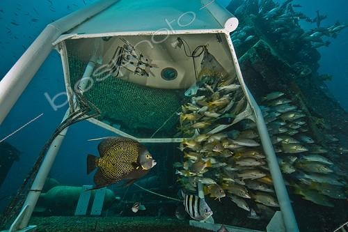 Biosphoto | 1934273 | Under the  Gazebo   -  Aquarius Reef Base Florida ; next to Aquarius. This structure provides refuge for aquanauts if problems develop inside Aquarius. The Gazebo has a separate air supply and oxygen for special ascent tables if the aquanauts need to come to the surface in an emergency. | &copy; Christoph Gerigk / Biosphoto
