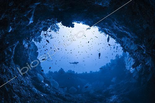 Biosphoto | 2526615 | Under the Hole, la porte de la zone mésophotique, sous une arche en lumière naturelle à 60 mètres de profondeur. Mayotte | &copy; Gabriel Barathieu / Biosphoto