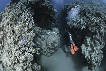 Biosphoto | 2583320 | Underwater canyon, Marsa Bareika reef. Ras Muhammad National Park (Sharm Al Sheikh - Raas Mohammed). Sinai Peninsula. Red Sea, Egypt. | &copy; Sergio Hanquet / Biosphoto