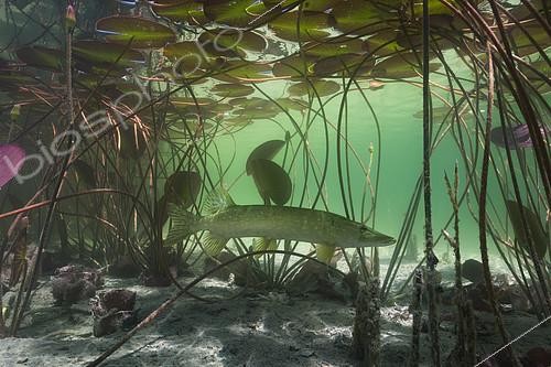 Biosphoto | 2127076 | Underwater landscape and lake atmosphere, Pike (Esox lucius) under the Nympheas, Lake of Jura, France | &copy; Michel Loup / Biosphoto